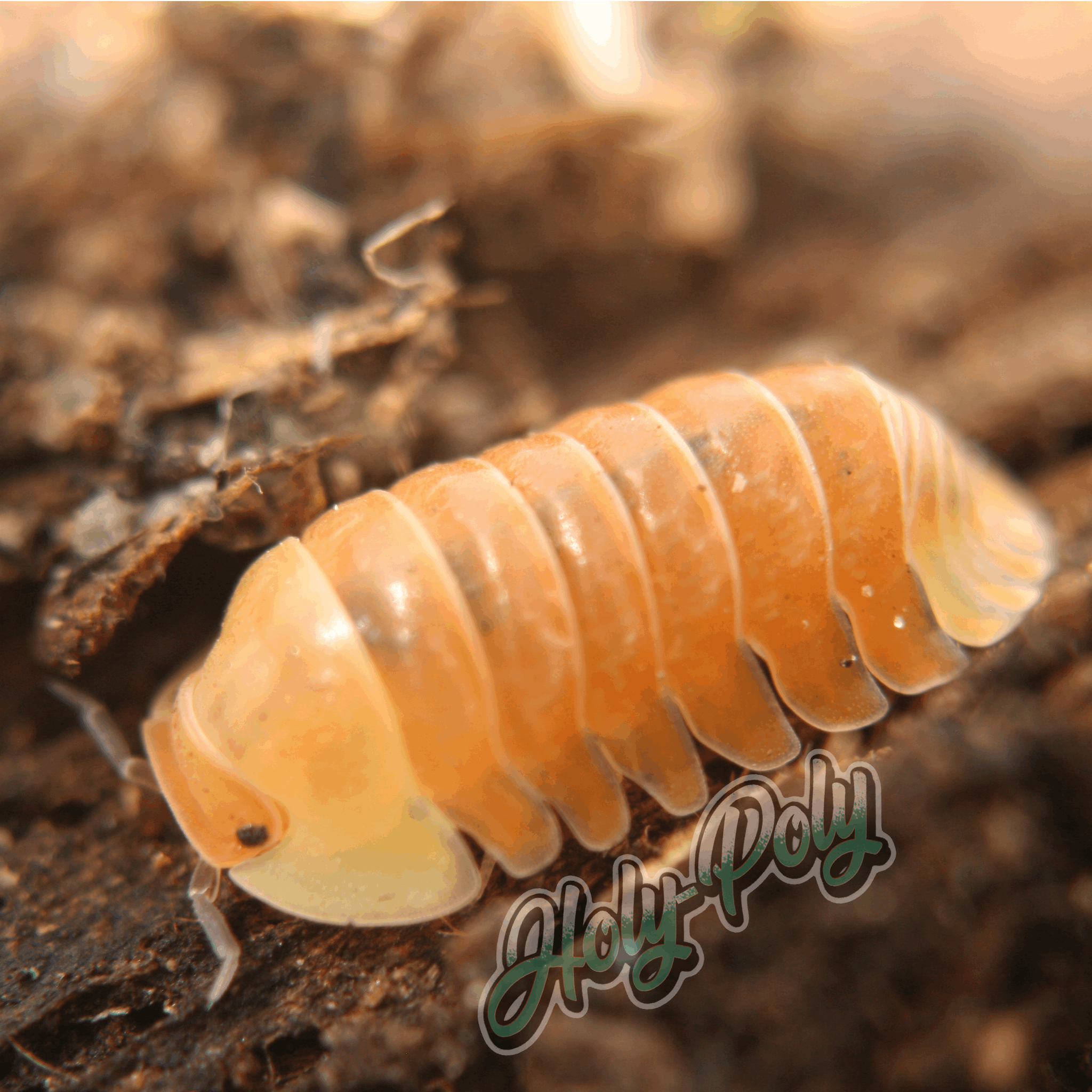 Blonde Ducky Isopods (Cubaris sp.) – Holy-Poly Isopods