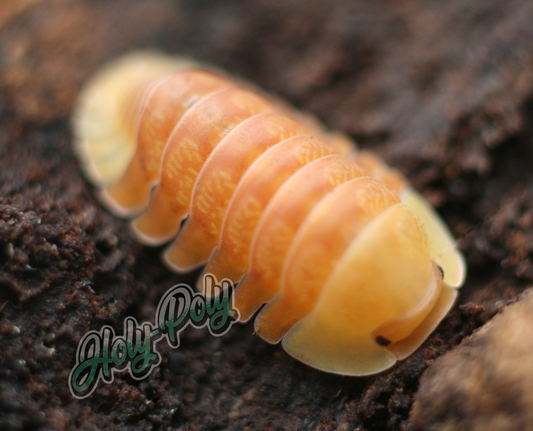 Holy-Poly Isopods - Cubaris sp Blonde Ducky For Sale (Cute, Rubber, isopoda, pillbug, roly rolly polly)