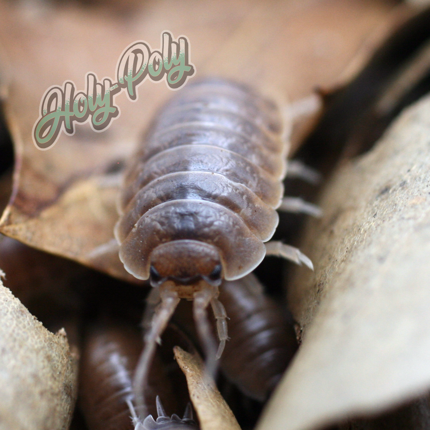 Isópodos de caramelo (Porcellio laevis)