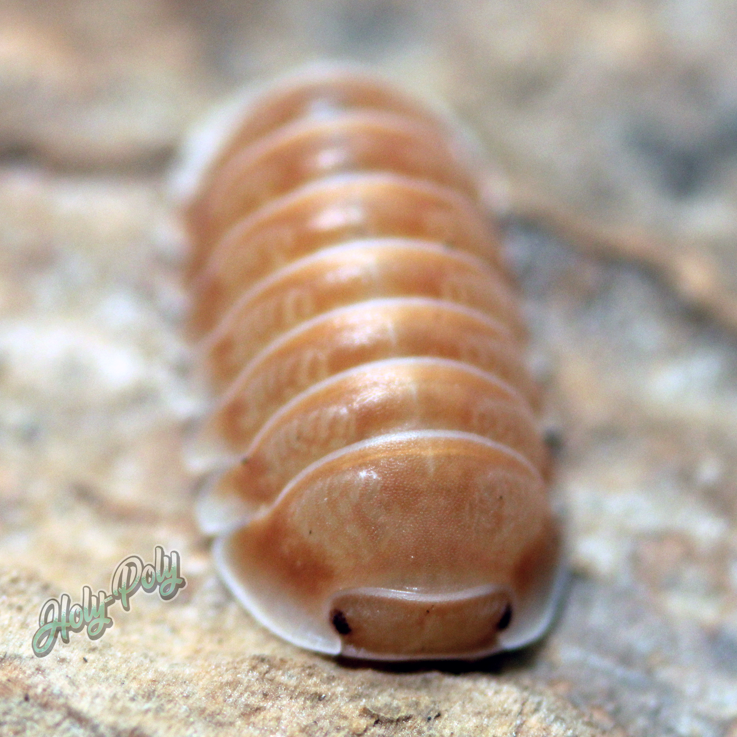 Citrus Isopods for sale (Cubaris sp.) front face