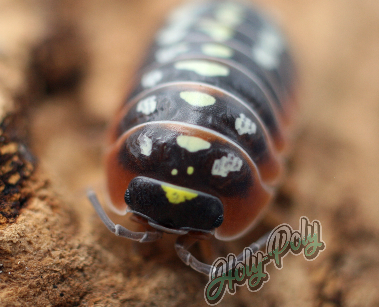 Clown Armadillidium klugii Montenegro animal animals arthropod arthropods best bestpet bestpets bioactive bug bugs cleanup clean-up crew crustacean crustaceans cuc enclosure entomology exotic exoticpet exoticpets habitat habitats insect insects invert invertebrate invertebrates inverts isopod isopoda isopods legal micropet micropets nature pet pets pillbug pillbugs rollypolies rollypolly rollypollys rolypolies rolypoly rolypolys sowbug sowbugs terrarium terrestrial vivarium woodlice woodlouse