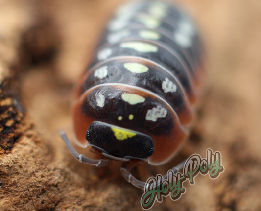 Clown Armadillidium klugii Montenegro animal animals arthropod arthropods best bestpet bestpets bioactive bug bugs cleanup clean-up crew crustacean crustaceans cuc enclosure entomology exotic exoticpet exoticpets habitat habitats insect insects invert invertebrate invertebrates inverts isopod isopoda isopods legal micropet micropets nature pet pets pillbug pillbugs rollypolies rollypolly rollypollys rolypolies rolypoly  rolypolys sowbug sowbugs terrarium terrestrial vivarium woodlice woodlouse