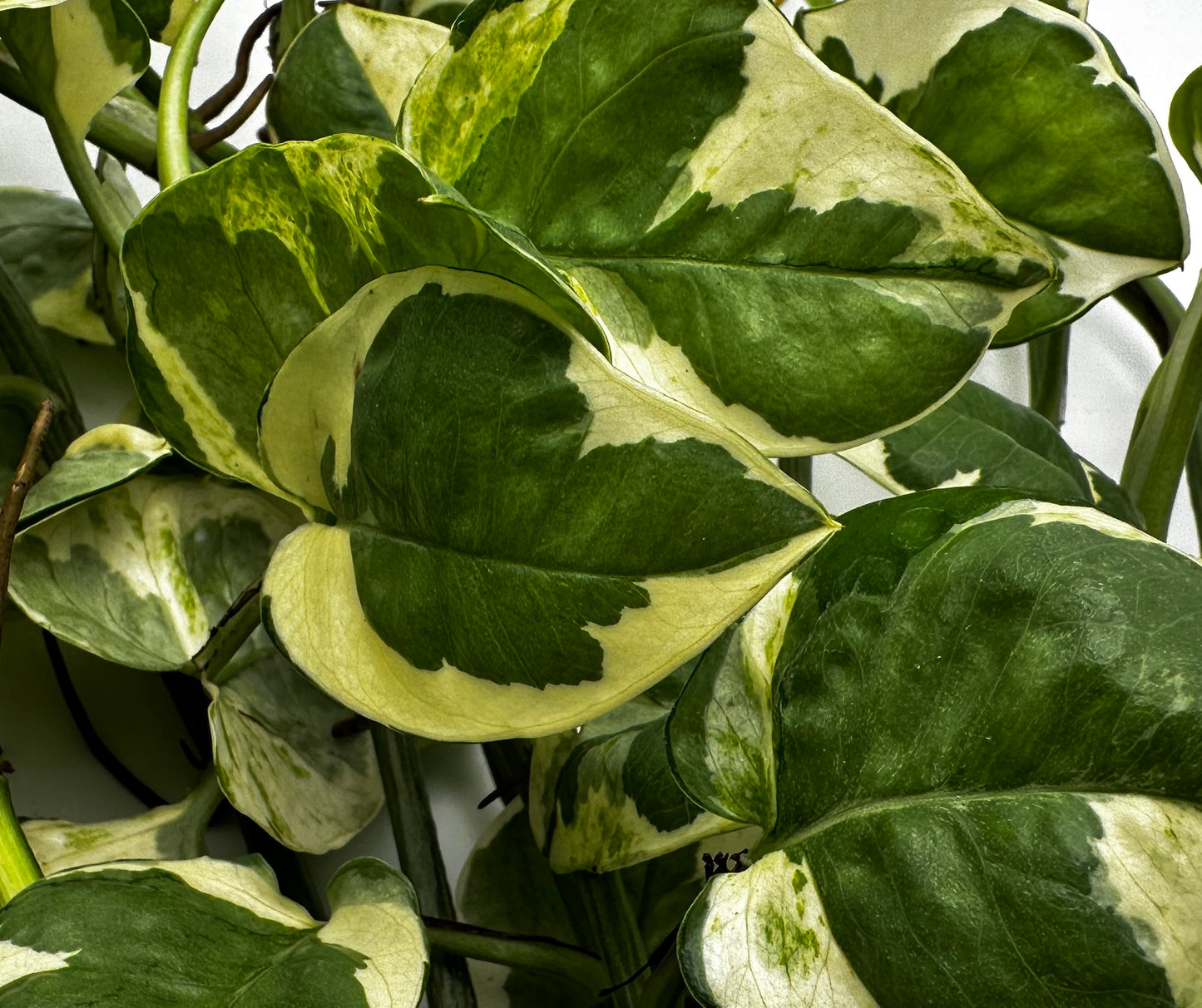 Pothos N'Joy plant clippings for sale (reptile amphibian frog terrarium habitat enclosure)