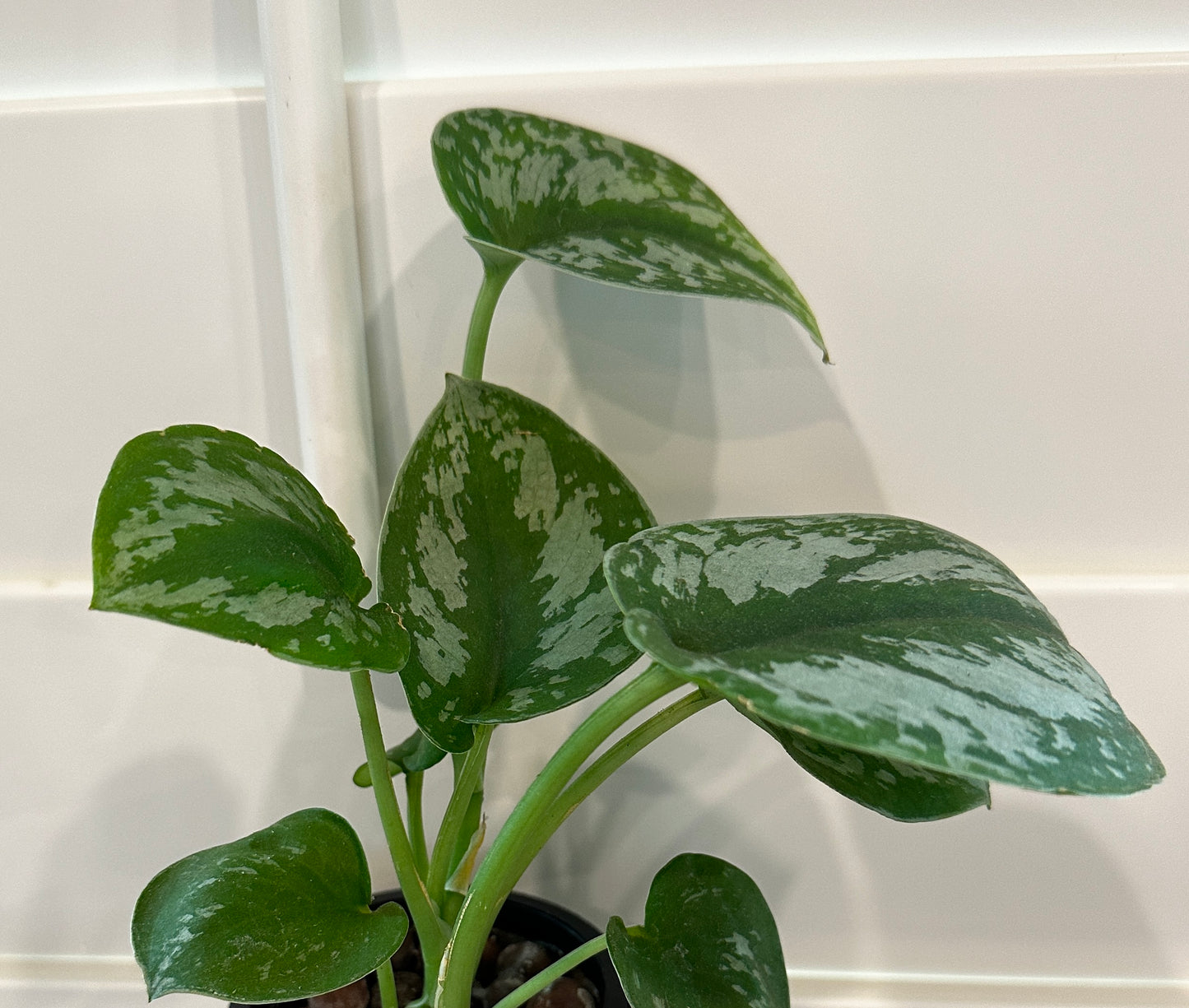 Plant Clipping - Silver Splash Pothos