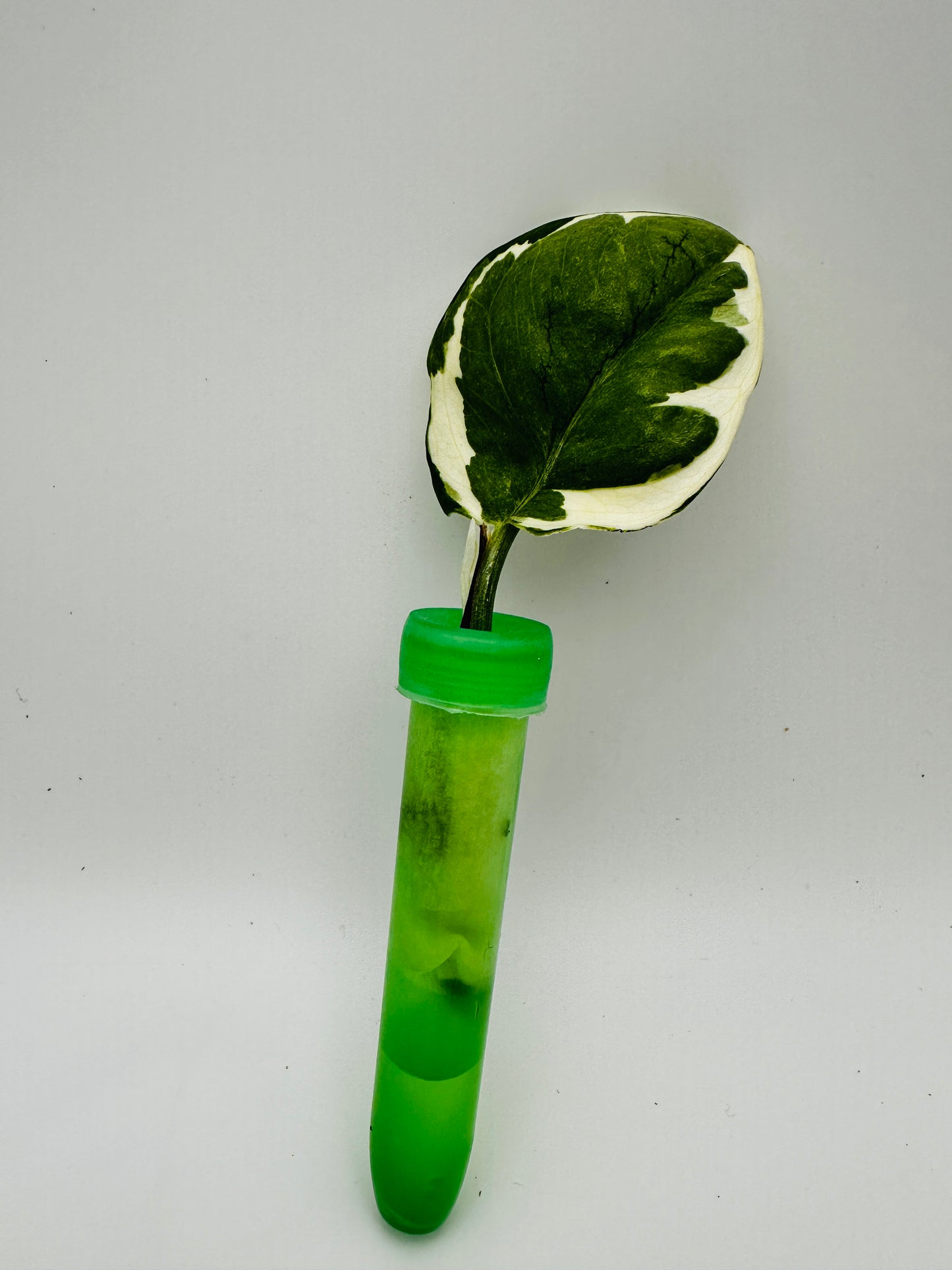Plant Clipping Pothos N’Joy vial shipping (for sale)