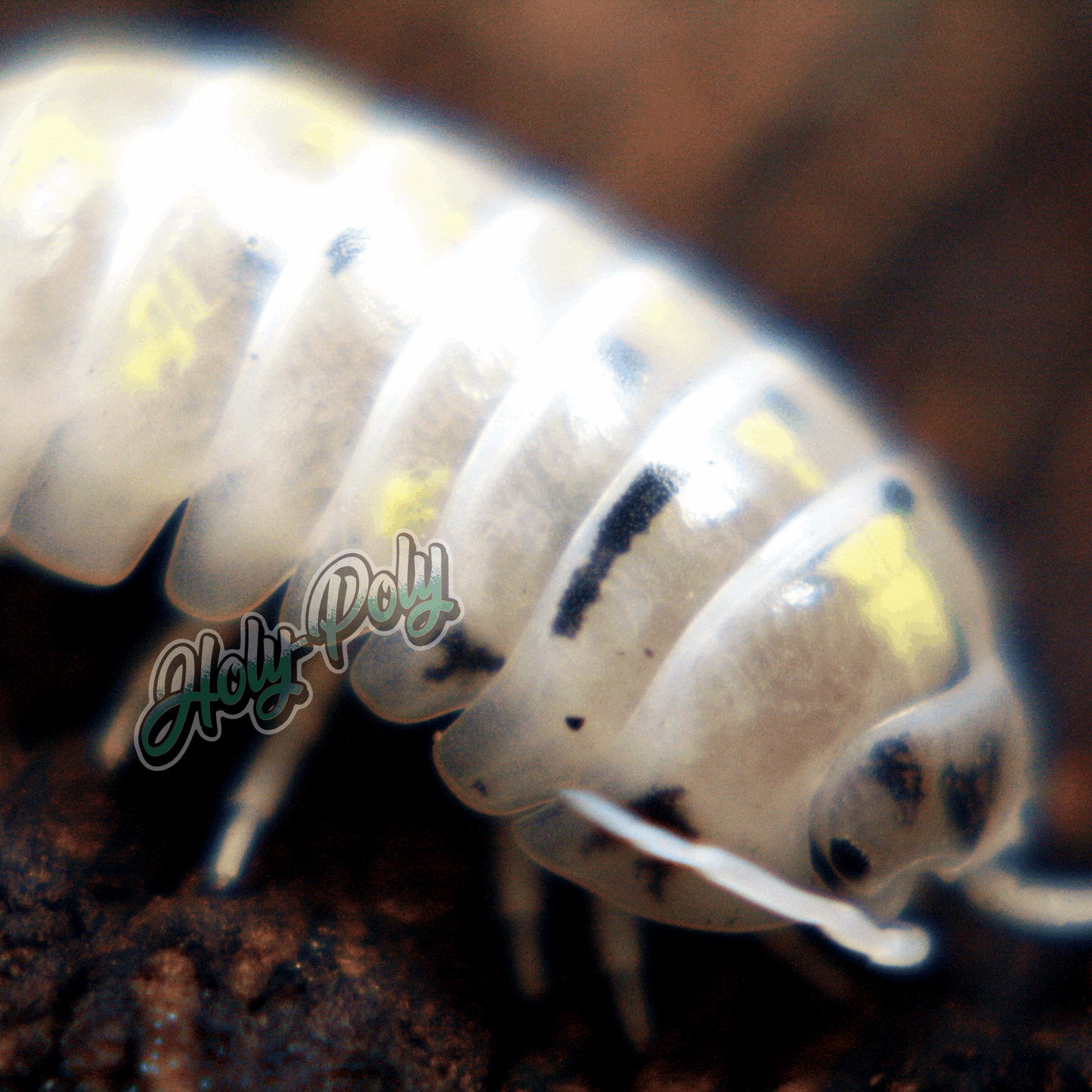 Japanese Magic Potion Armadillidium vulgare japan Isopods for sale