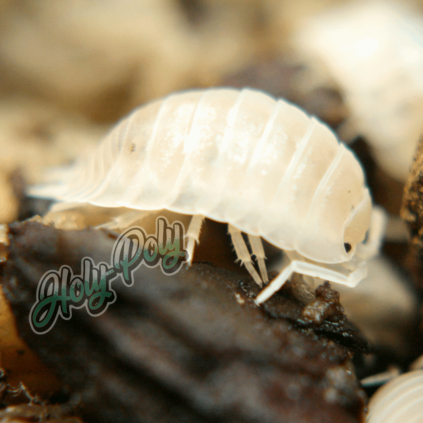 White Laevis Porcellio animal animals arthropod arthropods best bestpet bestpets bioactive bug bugs cleanup clean-up crew crustacean crustaceans cuc enclosure entomology exotic exoticpet exoticpets habitat habitats insect insects invert invertebrate invertebrates inverts isopod isopoda isopods legal micropet micropets nature pet pets pillbug pillbugs rollypolies rollypolly rollypollys rolypolies rolypoly rolypolys sowbug sowbugs terrarium terrestrial vivarium woodlice woodlouse