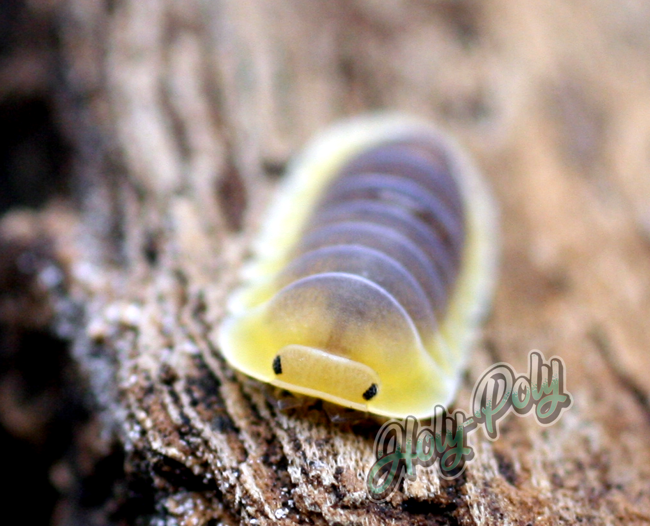 Lemon Blue Isopods for sale (Rare)