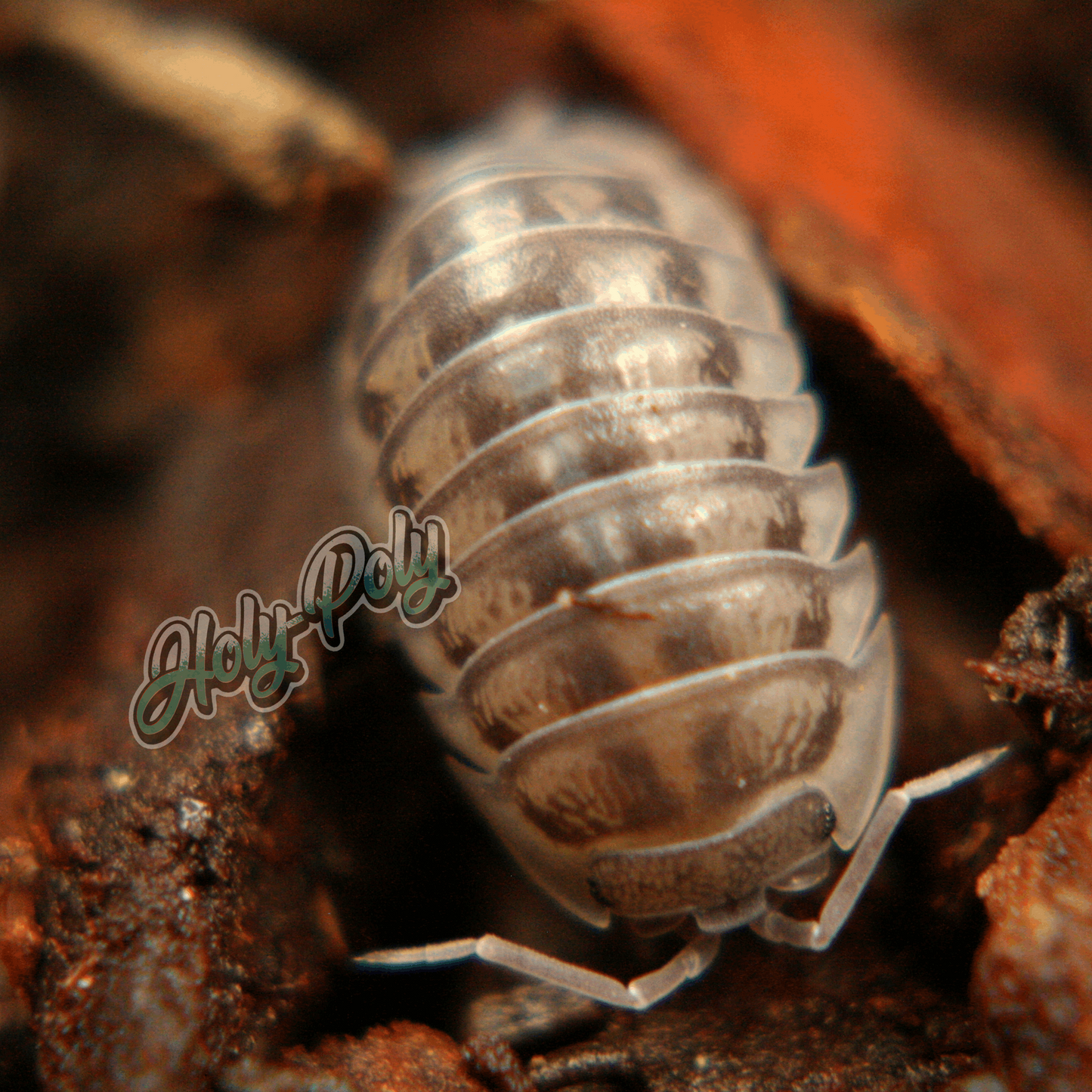 Nasatum Armadillidium grey black silver animal animals arthropod arthropods best bestpet bestpets bioactive bug bugs cleanup clean-up crew crustacean crustaceans cuc enclosure entomology exotic exoticpet exoticpets habitat habitats insect insects invert invertebrate invertebrates inverts isopod isopoda isopods legal micropet micropets nature pet pets pillbug pillbugs rollypolies rollypolly rollypollys rolypolies rolypoly rolypolys sowbug sowbugs terrarium terrestrial vivarium woodlice woodlouse