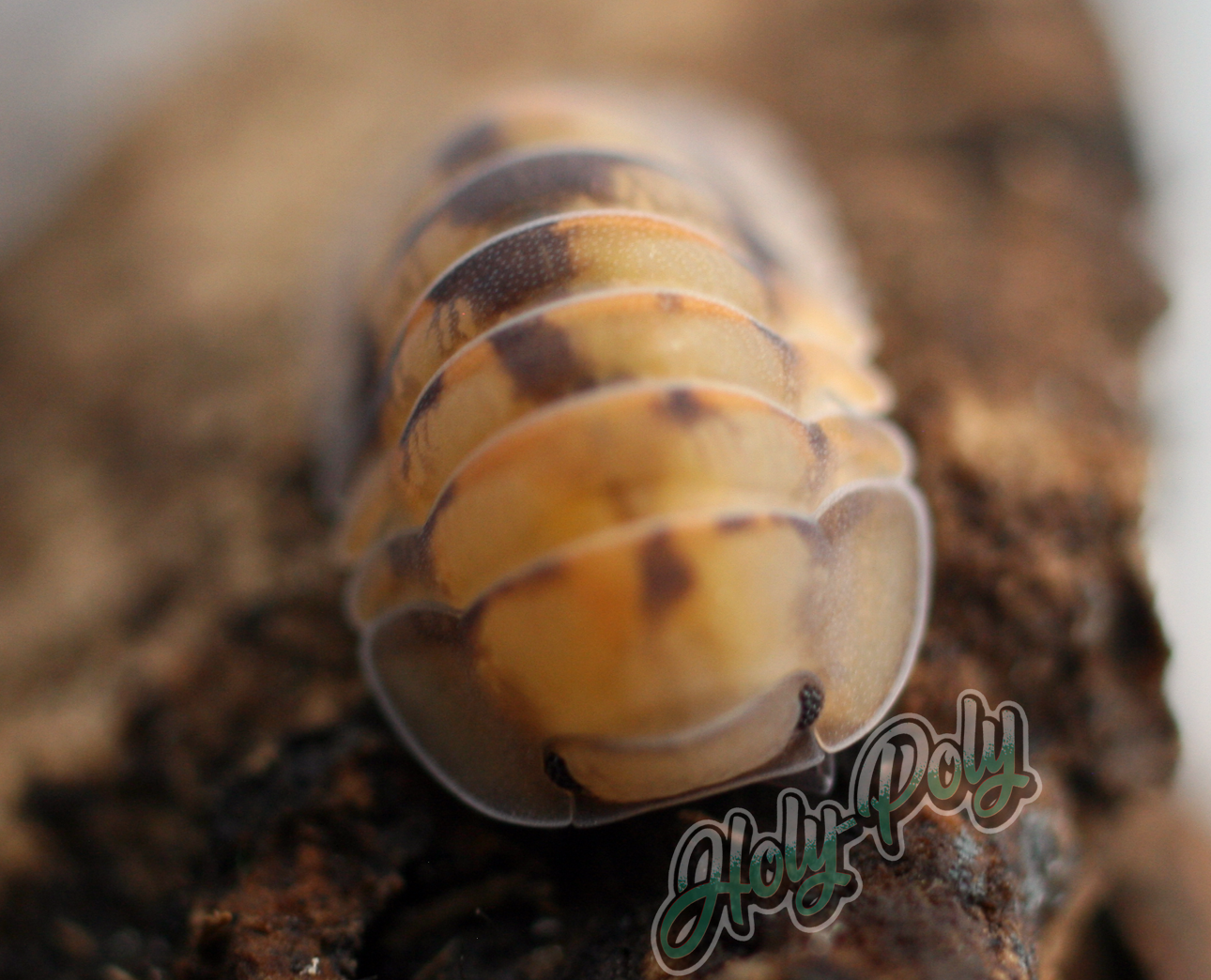 Opal Isopods (Cubaris sp.) – Holy-Poly Isopods