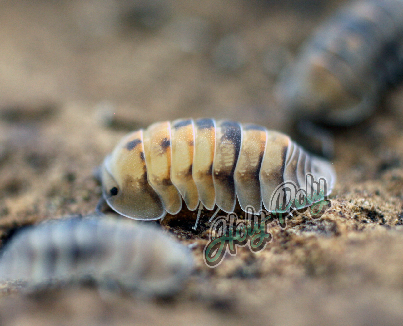 Isopodes d'opale (Cubaris sp.)