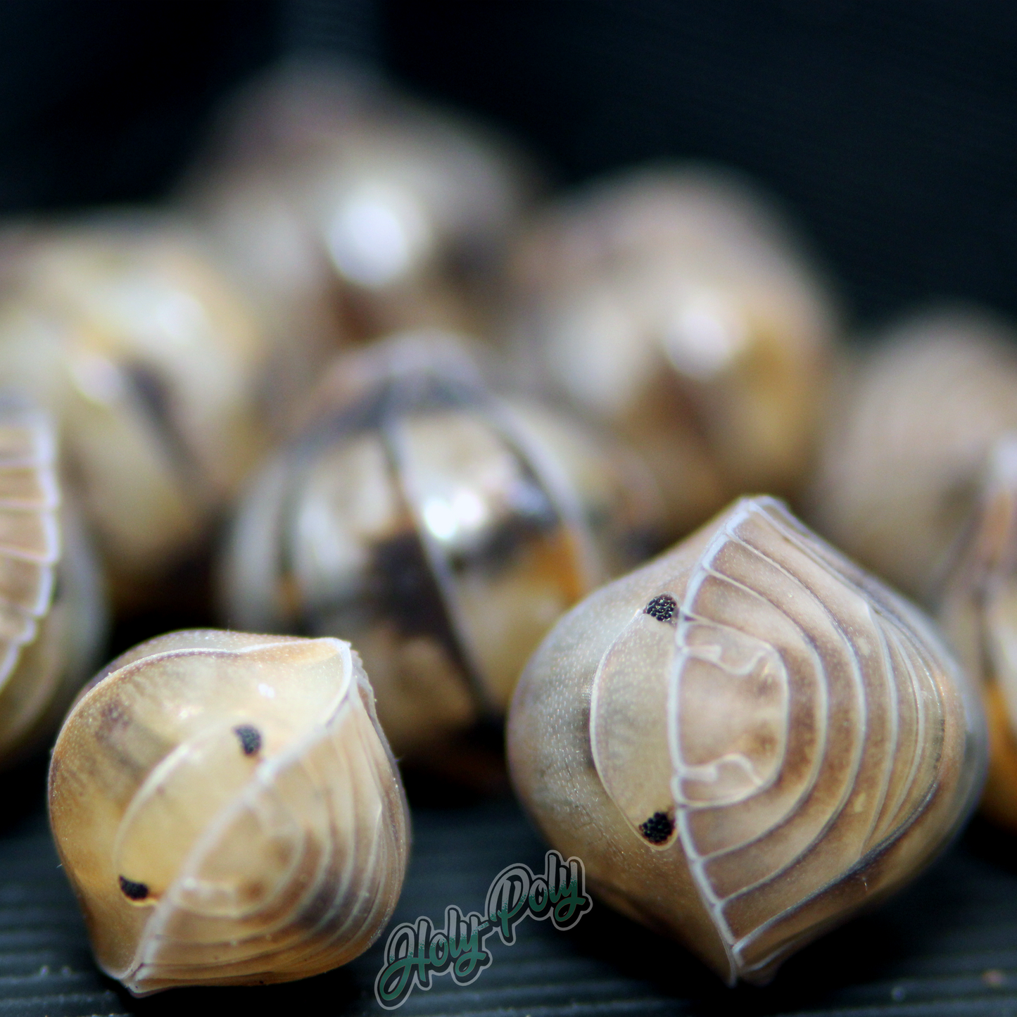Cubaris sp. Opal Isopods rolled up - curled cluster