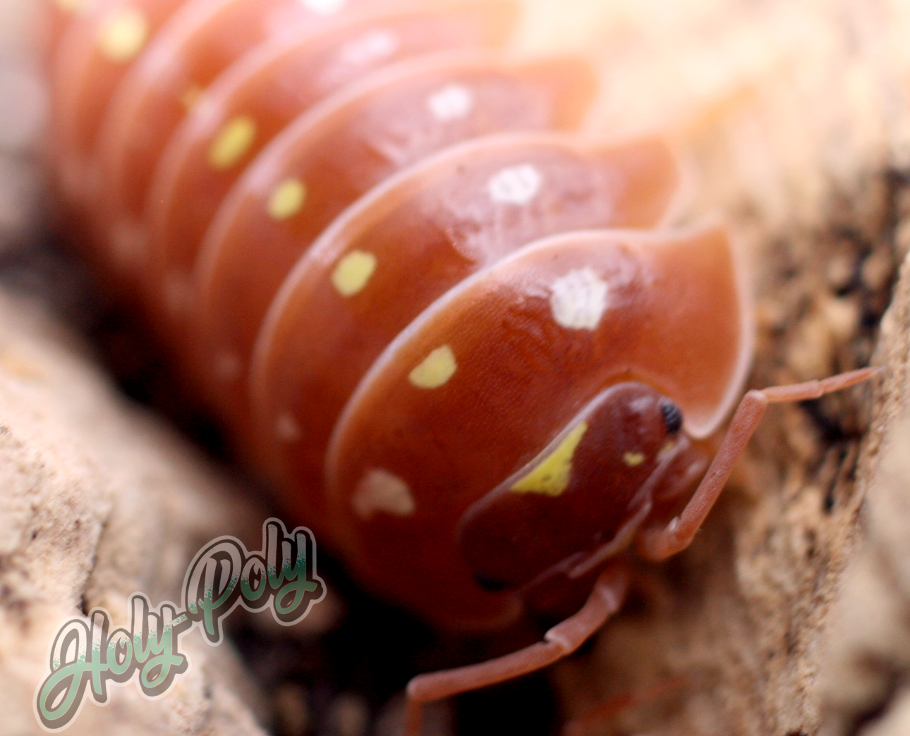 Orange Clown Armadillidium klugii Isopods for sale California United States