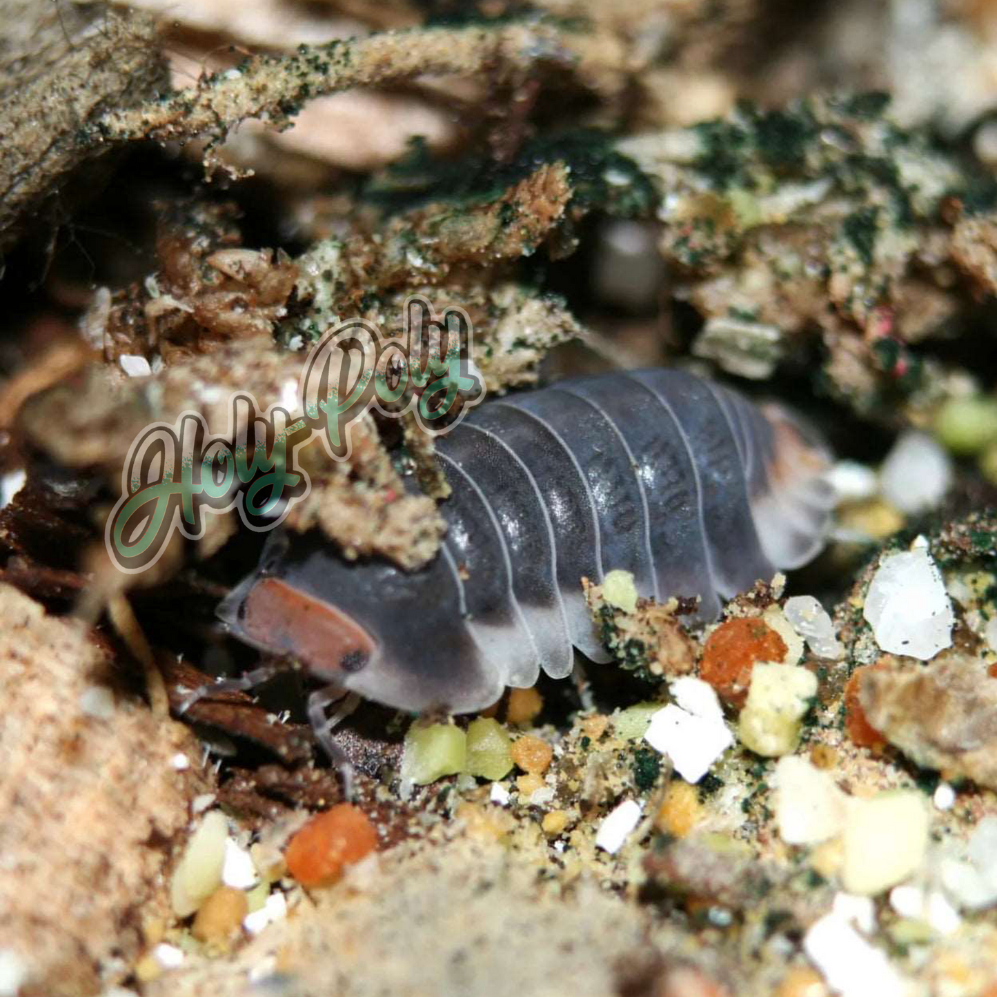 animal animals arthropod arthropods best bestpet bestpets bioactive bug bugs cleanup clean-up crew crustacean crustaceans cuc enclosure entomology exotic exoticpet exoticpets habitat habitats insect insects invert invertebrate invertebrates inverts isopod isopoda isopods legal micropet micropets nature pet pets pillbug pillbugs rollypolies rollypolly rollypollys rolypolies rolypoly rolypolys sowbug sowbugs terrarium terrestrial vivarium woodlice woodlouse cubaris sp. pak chong
