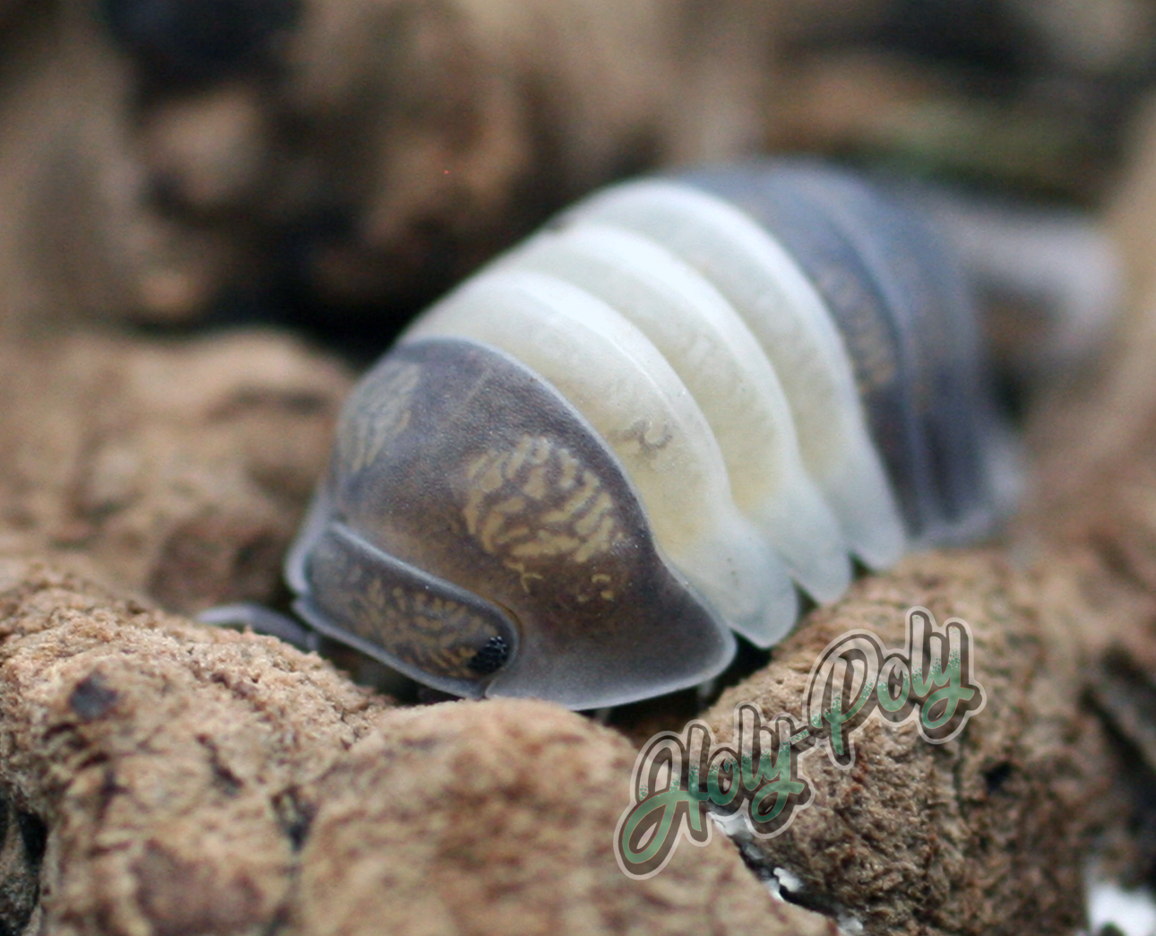 cubaris sp. panda king isopods for sale