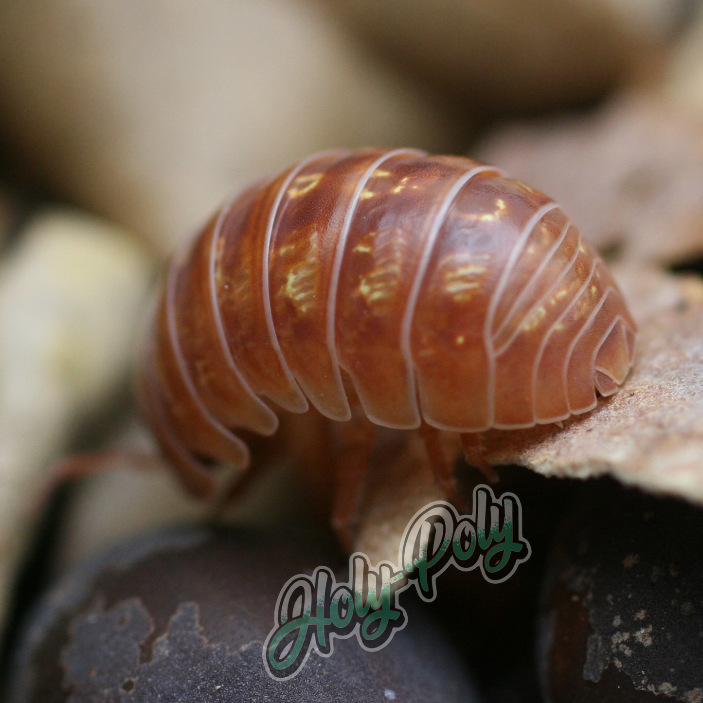 Punta Cana Isopods (Armadillidium vulgare)