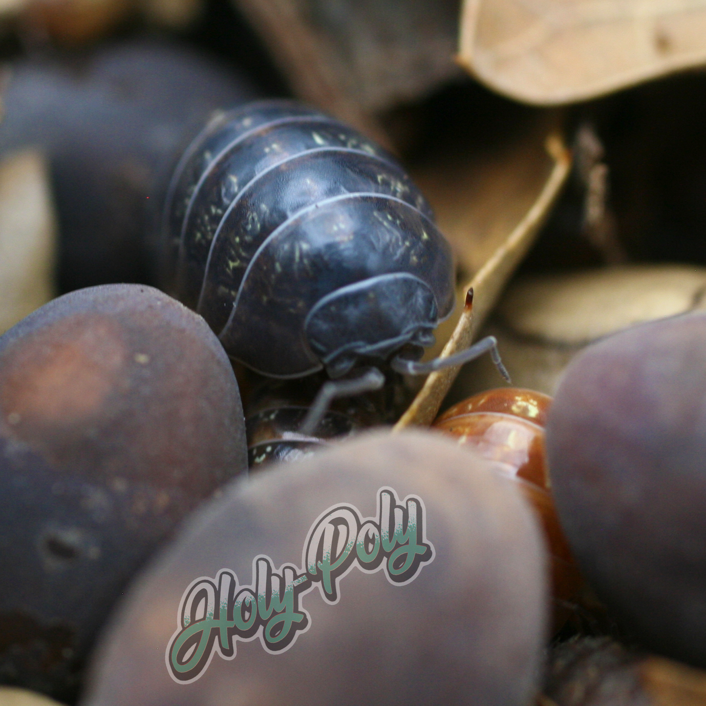 Punta Cana Isopods (Armadillidium vulgare)