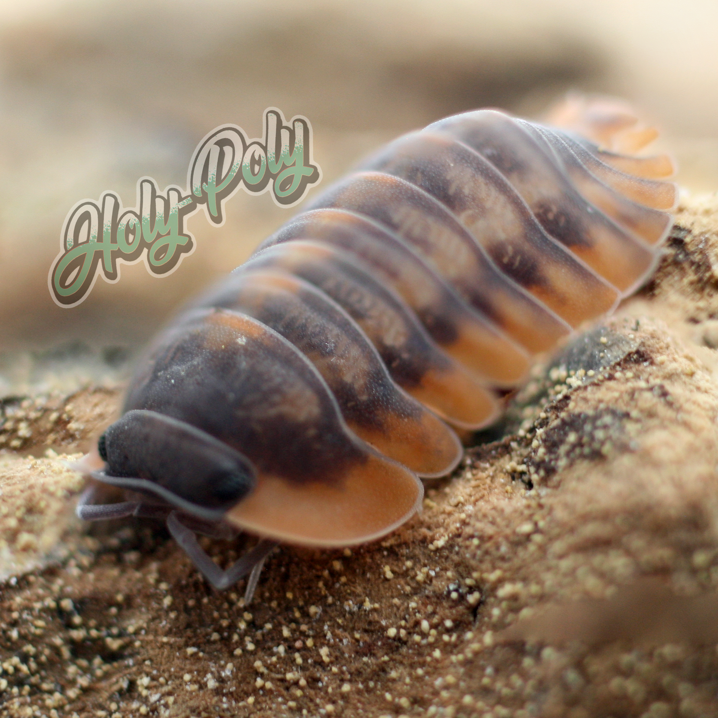 animal animals arthropod arthropods best bestpet bestpets bioactive bug bugs cleanup clean-up crew crustacean crustaceans cuc enclosure entomology exotic exoticpet exoticpets habitat habitats insect insects invert invertebrate invertebrates inverts isopod isopoda isopods legal micropet micropets nature pet pets pillbug pillbugs rollypolies rollypolly rollypollys rolypolies rolypoly rolypolys sowbug sowbugs terrarium terrestrial vivarium woodlice woodlouse cubaris sp. red tiger