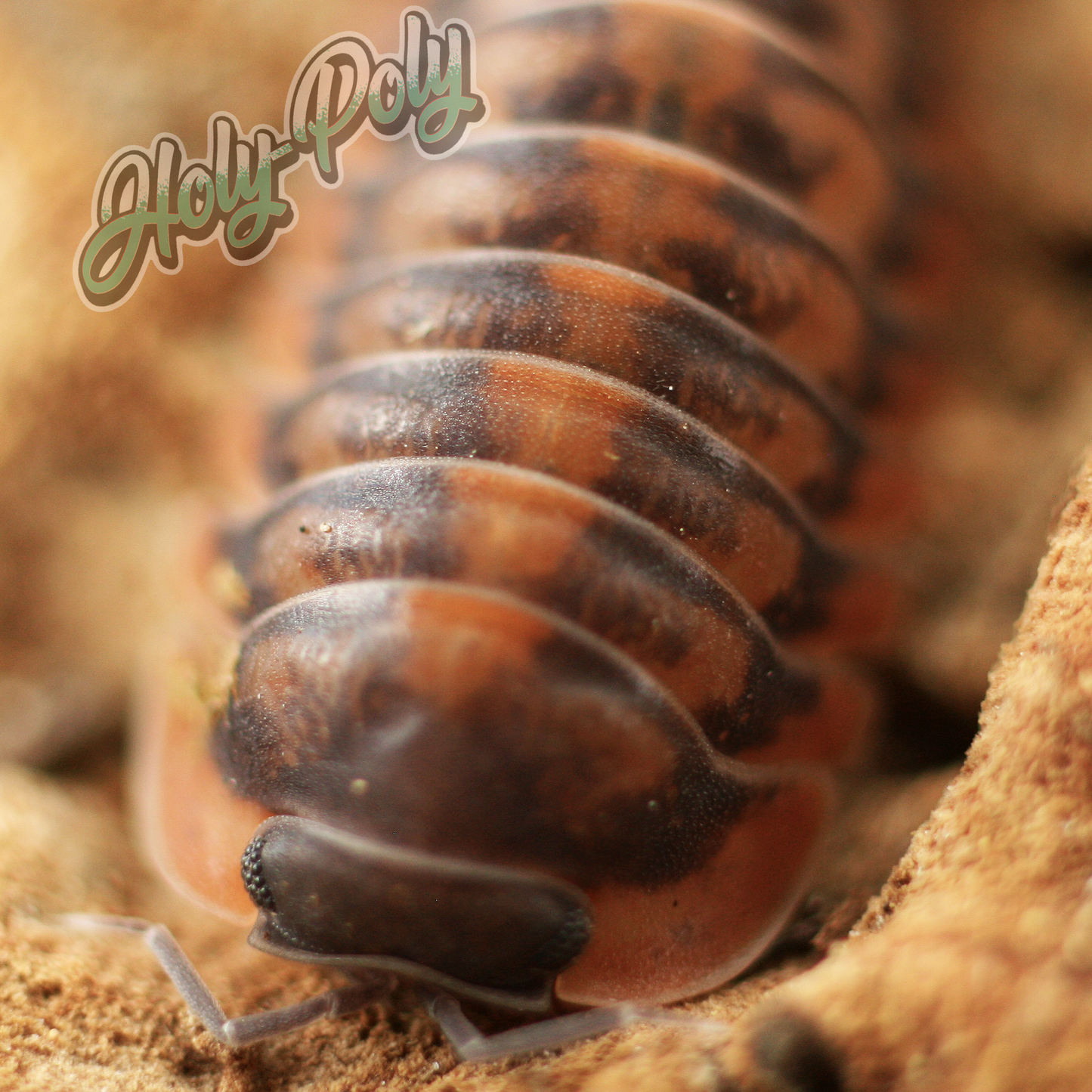 animal animals arthropod arthropods best bestpet bestpets bioactive bug bugs cleanup clean-up crew crustacean crustaceans cuc enclosure entomology exotic exoticpet exoticpets habitat habitats insect insects invert invertebrate invertebrates inverts isopod isopoda isopods legal micropet micropets nature pet pets pillbug pillbugs rollypolies rollypolly rollypollys rolypolies rolypoly rolypolys sowbug sowbugs terrarium terrestrial vivarium woodlice woodlouse cubaris sp. red tiger