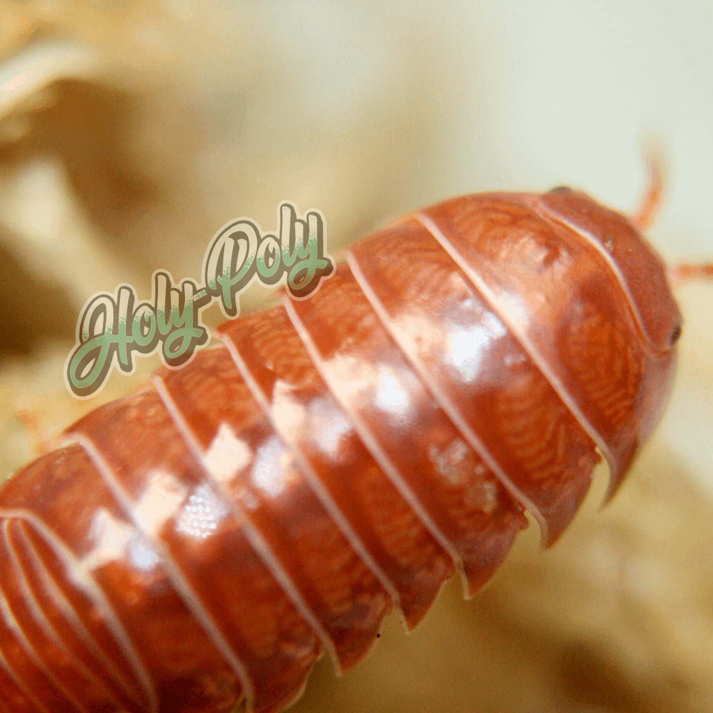 Tangerine Isopods (Armadillidium vulgare)