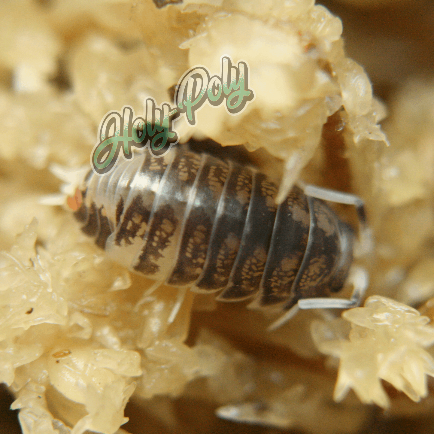 Ukraine Pied Cylisticus convexus animal animals arthropod arthropods best bestpet bestpets bioactive bug bugs cleanup clean-up crew crustacean crustaceans cuc enclosure entomology exotic exoticpet exoticpets habitat habitats insect insects invert invertebrate invertebrates inverts isopod isopoda isopods legal micropet micropets nature pet pets pillbug pillbugs rollypolies rollypolly rollypollys rolypolies rolypoly rolypolys sowbug sowbugs terrarium terrestrial vivarium woodlice woodlouse