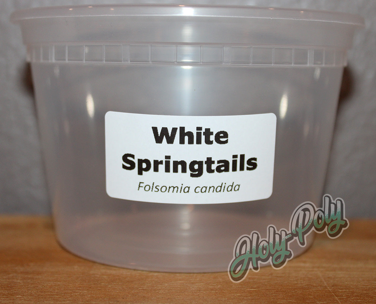 White Springtails Folsomia candida 2x1 thermal species ID label on clear springtail culture container