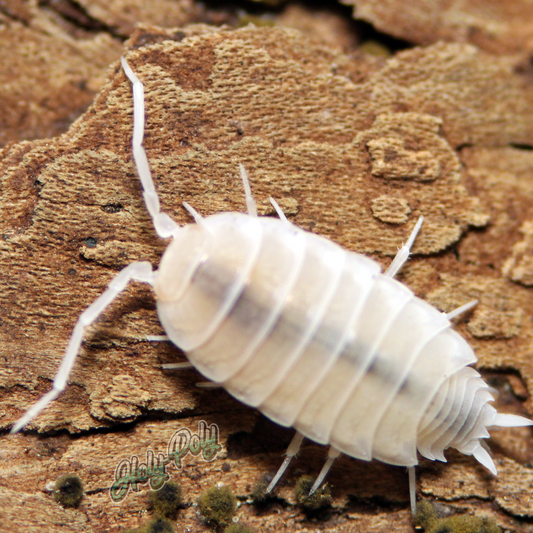 Whiteout (Powder White) Isopods for sale (porcellionides pruinosus)