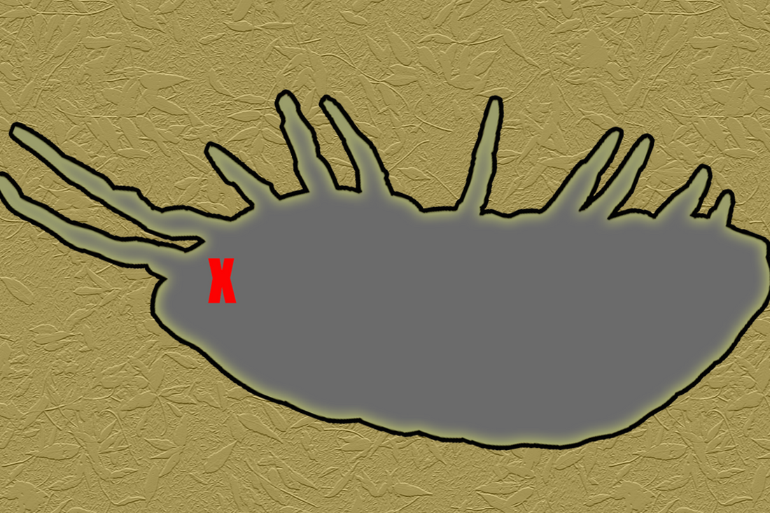 Why Isopod Colonies Crash
