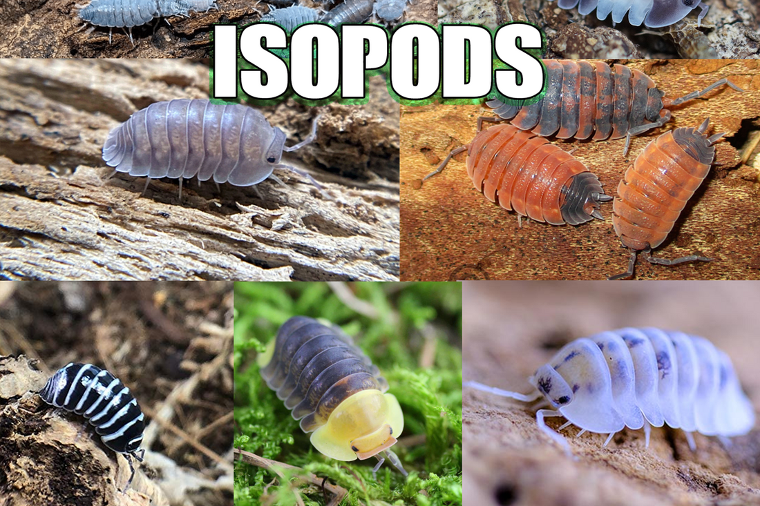 Isopod Recommendations