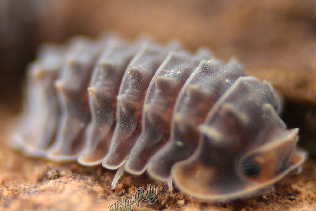 Which Isopods are legal in the USA? – Holy-Poly Isopods