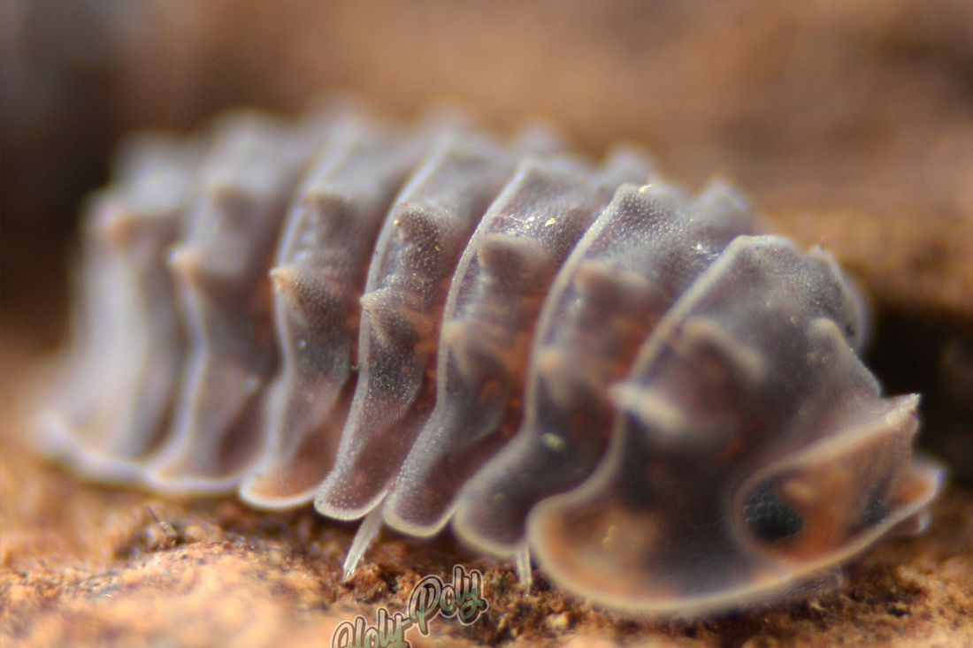 Which Isopods are legal in the USA?