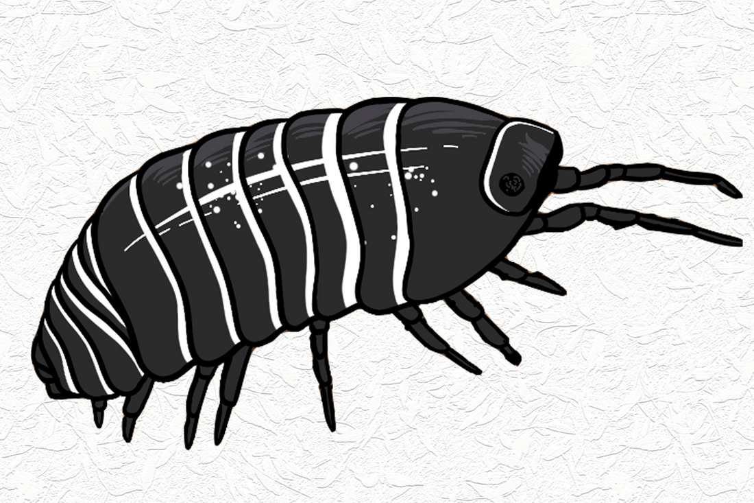 Holy-Poly Isopod Care Tips - Just Getting Started