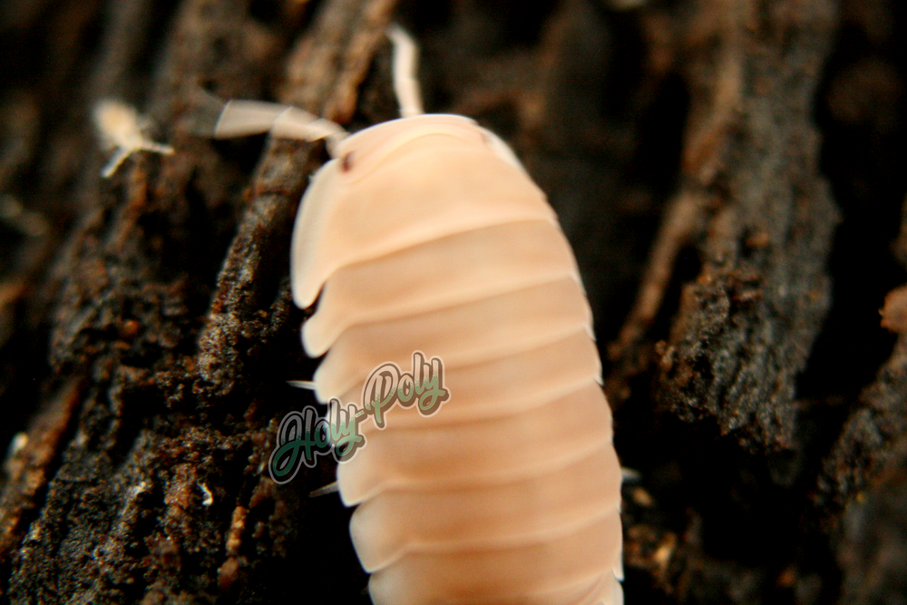 Collections – Holy-Poly Isopods