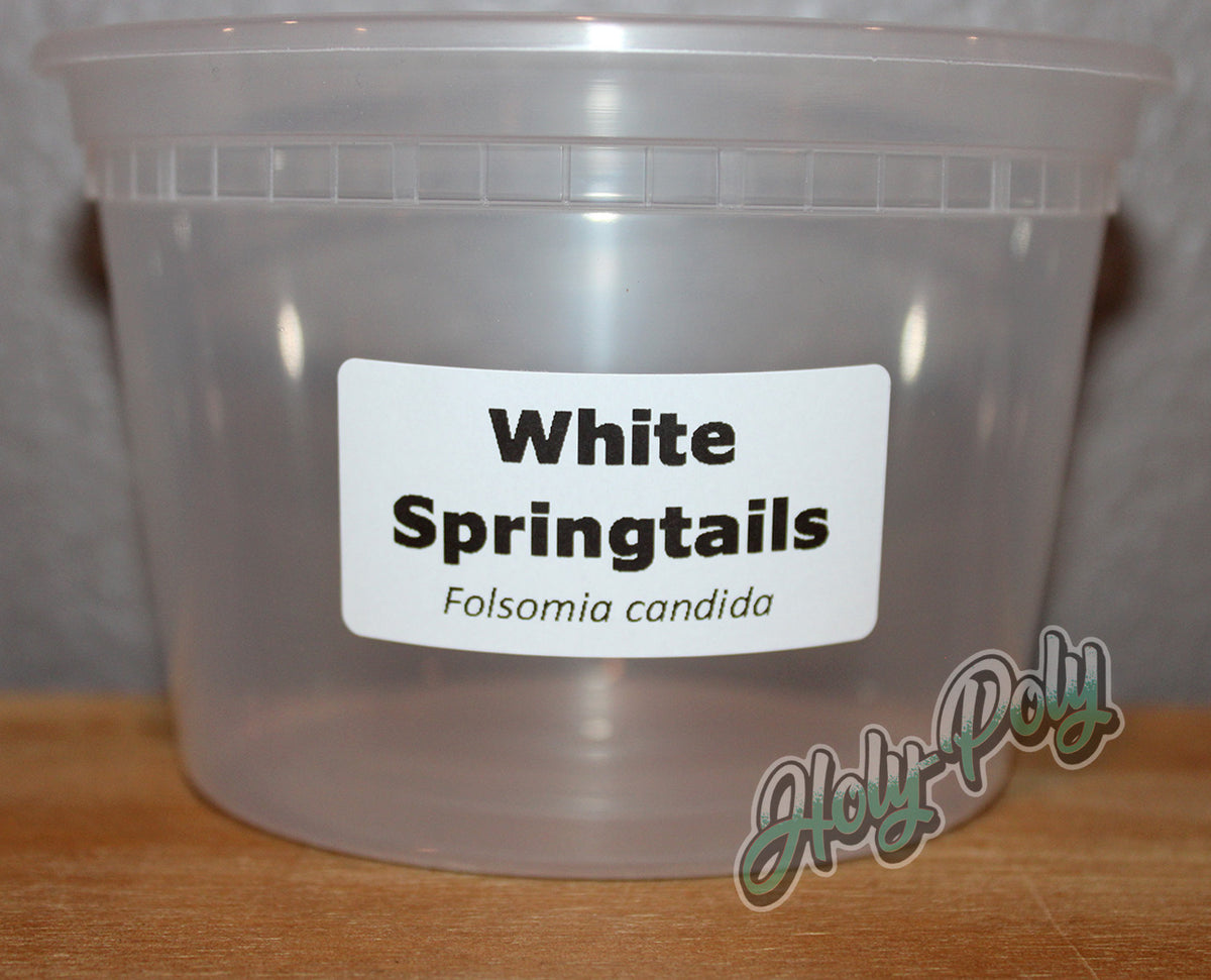 White Springtails Folsomia candida 2x1 thermal species ID label on clear springtail culture container