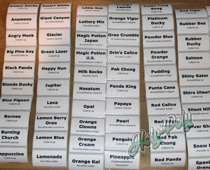 2x1 white thermal isopod species ID labels for breeder bins, culture cups, and sale containers
