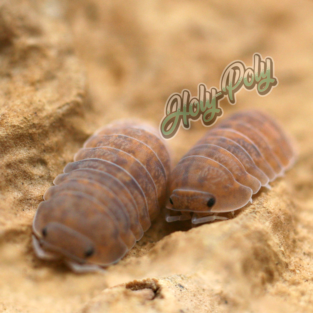 All Isopods – Holy-Poly Isopods