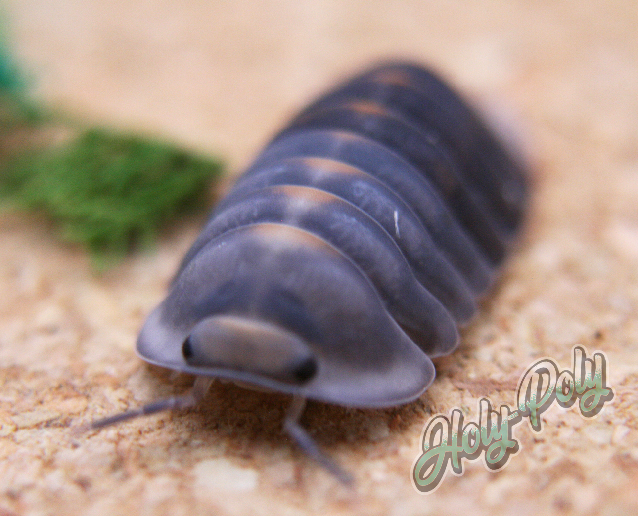 RARE Angry Monk Isopods for sale (Cubaris sp.)