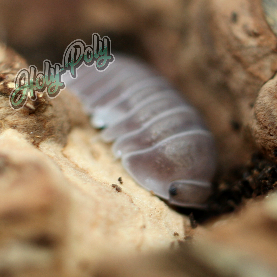 All Isopods – Holy-Poly Isopods