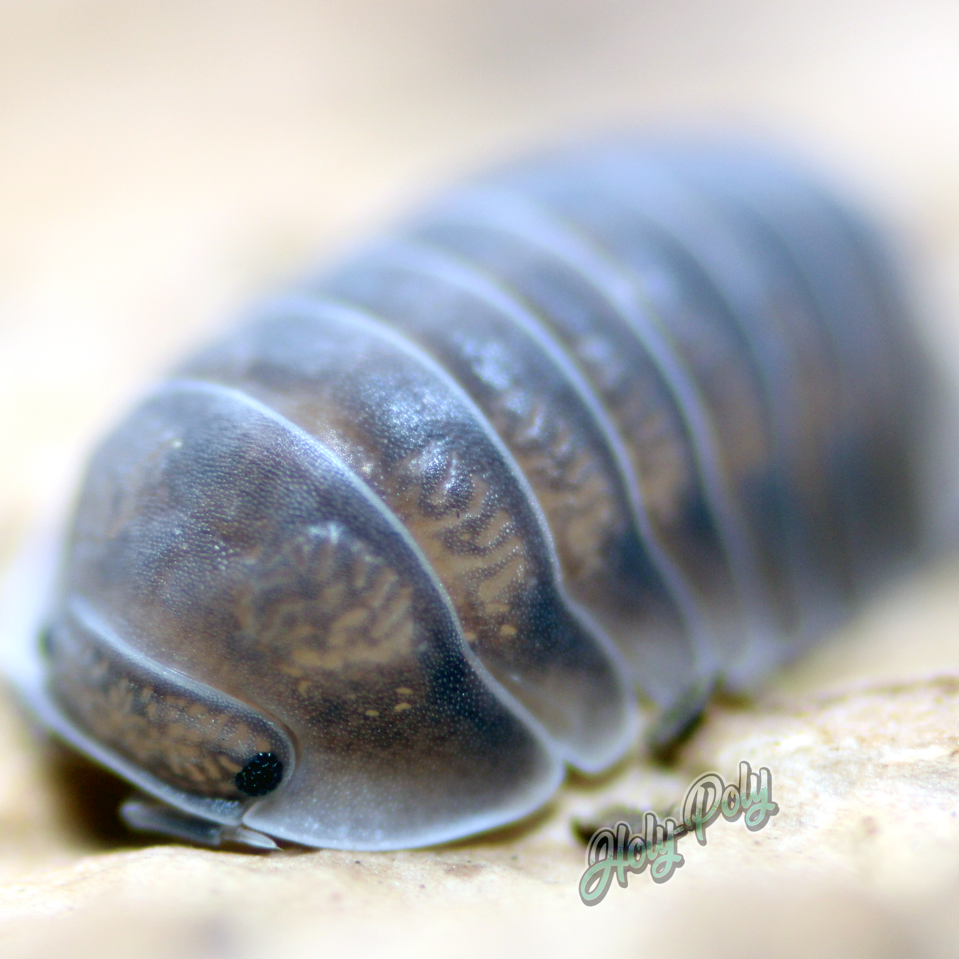 Black Panda Isopods (Cubaris sp.) – Holy-Poly Isopods