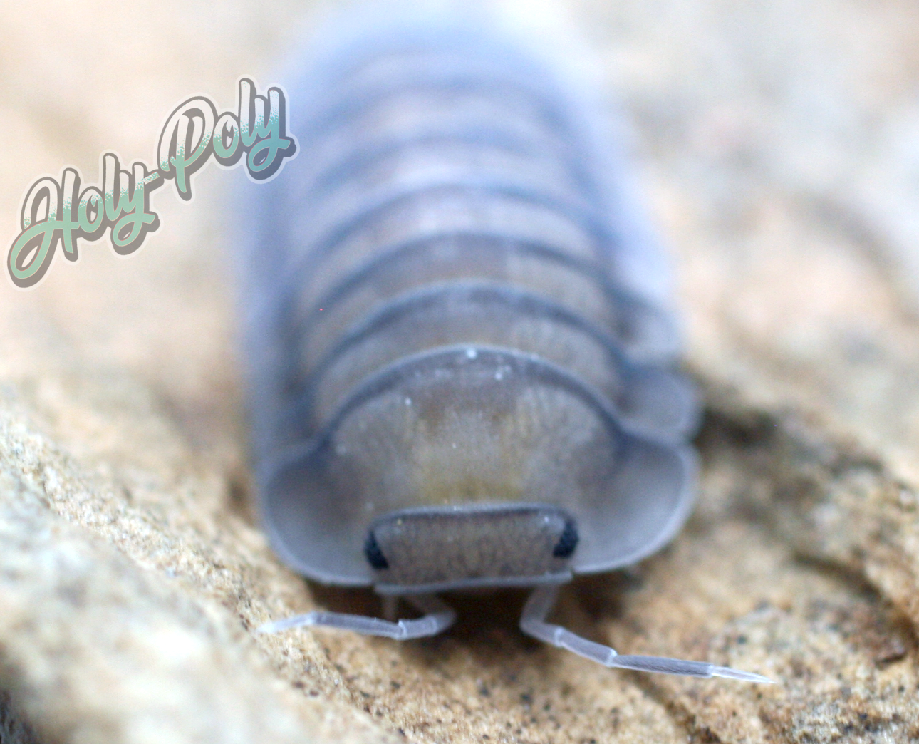 All Isopods – Holy-Poly Isopods