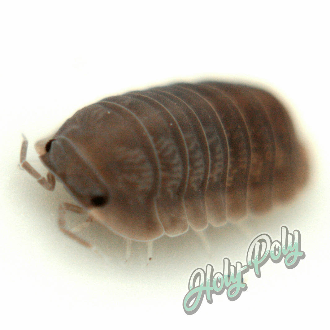 All Isopods – Holy-Poly Isopods