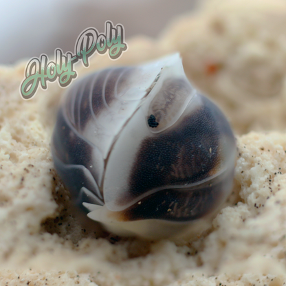 cappuccino isopod cubaris sp. curled up in a ball