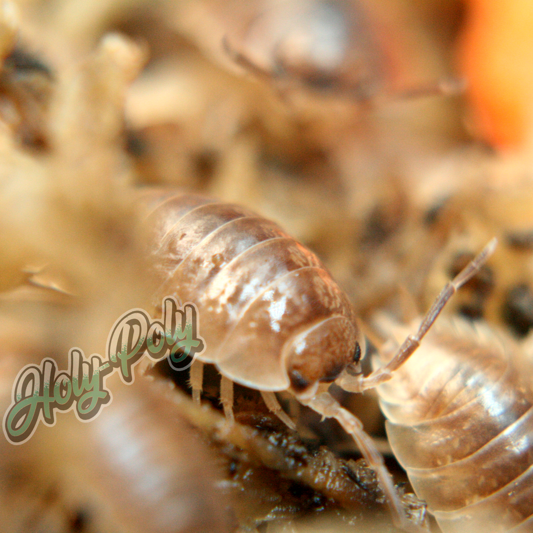 All Isopods – Holy-Poly Isopods