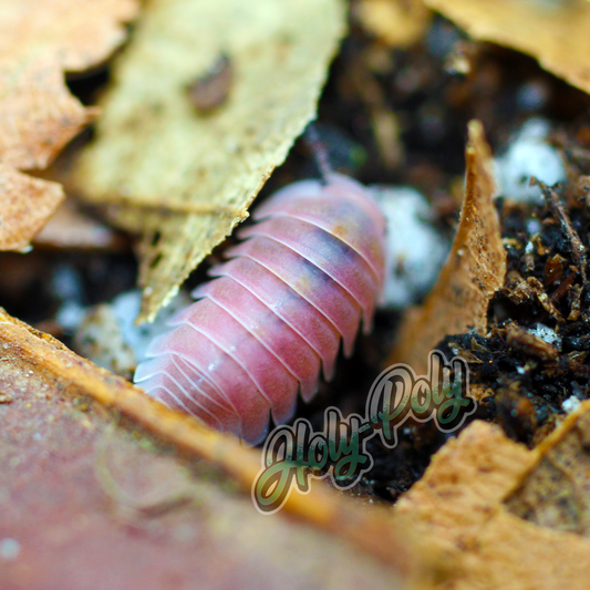 Holy-Poly Isopods - Cubaris sp. Cherry Blossom - RARE! for sale