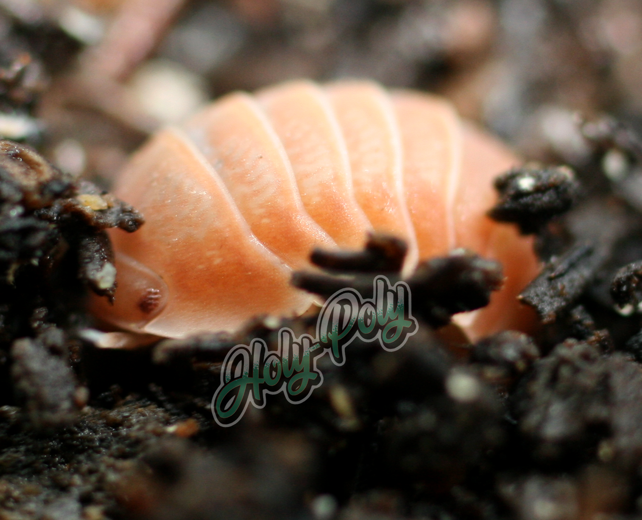 Citrus Isopods for sale (Cubaris sp.)