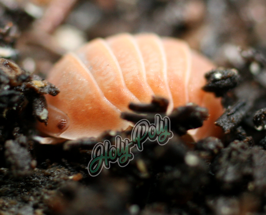 Citrus Isopods for sale (Cubaris sp.)