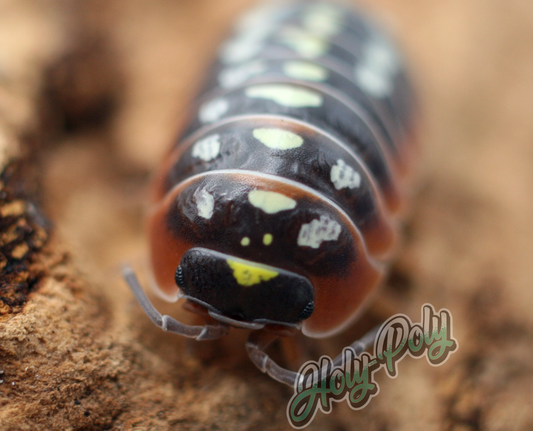 Clown Armadillidium klugii Montenegro animal animals arthropod arthropods best bestpet bestpets bioactive bug bugs cleanup clean-up crew crustacean crustaceans cuc enclosure entomology exotic exoticpet exoticpets habitat habitats insect insects invert invertebrate invertebrates inverts isopod isopoda isopods legal micropet micropets nature pet pets pillbug pillbugs rollypolies rollypolly rollypollys rolypolies rolypoly  rolypolys sowbug sowbugs terrarium terrestrial vivarium woodlice woodlouse 