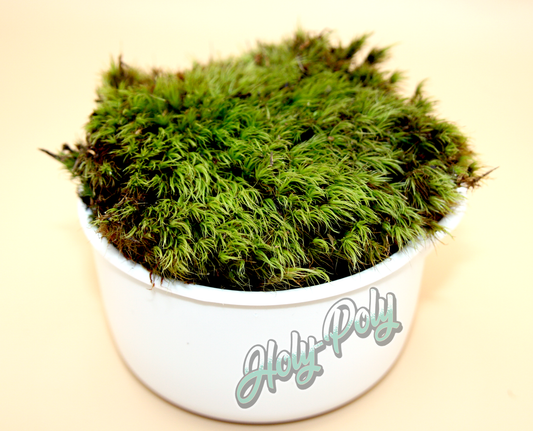 Cushion Moss for sale "Pillow Moss" (Isopod Hydration Station)