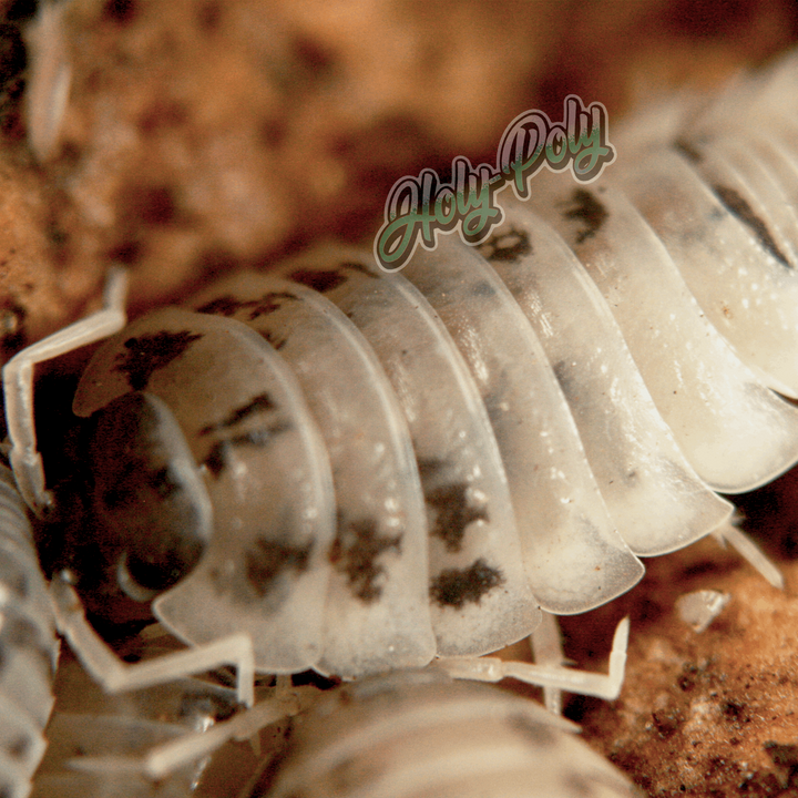 all-isopods-holy-poly-isopods