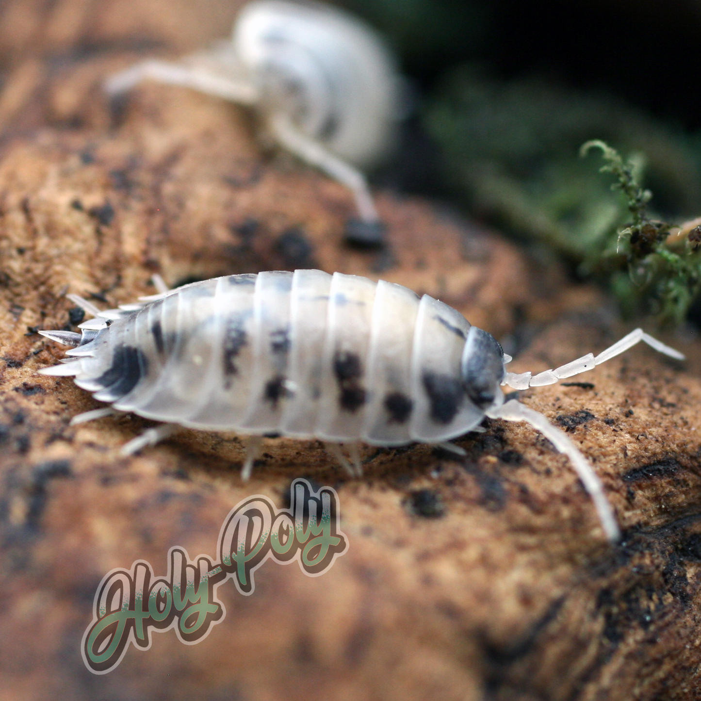 Dairy Cow Porcellio laevis animal animals arthropod arthropods best bestpet bestpets bioactive bug bugs cleanup clean-up crew crustacean crustaceans cuc enclosure entomology exotic exoticpet exoticpets habitat habitats insect insects invert invertebrate invertebrates inverts isopod isopoda isopods legal micropet micropets nature pet pets pillbug pillbugs rollypolies rollypolly rollypollys rolypolies rolypoly  rolypolys sowbug sowbugs terrarium terrestrial vivarium woodlice woodlouse 